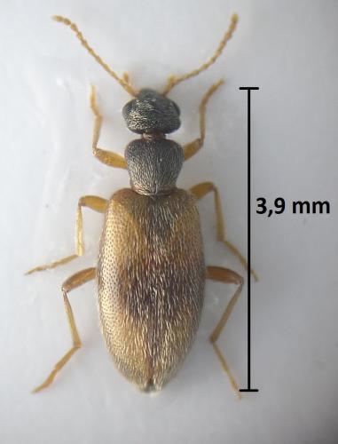 Anthicus sellatus